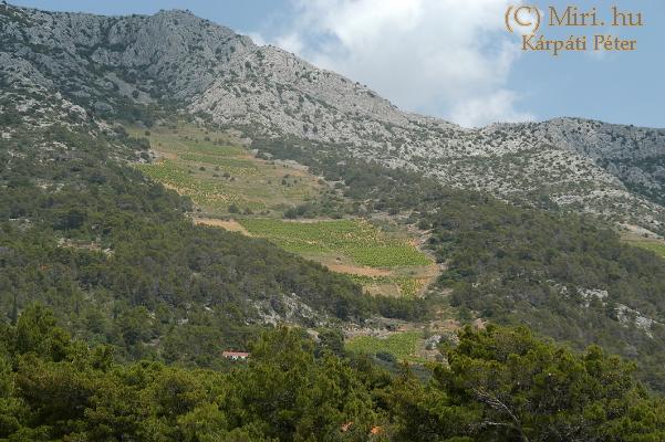 twg_slideshow