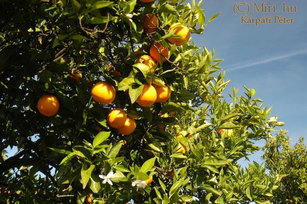 twg_slideshow