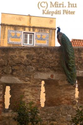 twg_slideshow