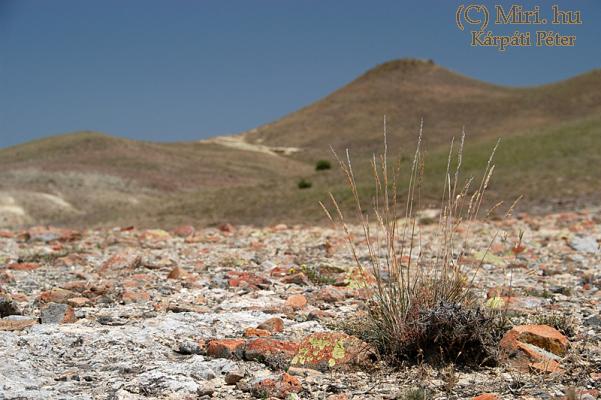twg_slideshow