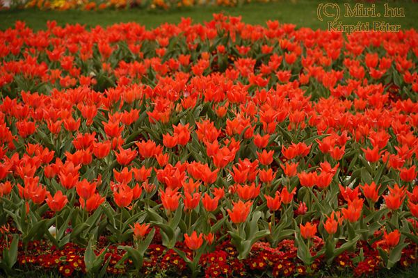twg_slideshow